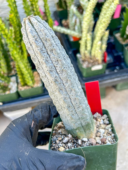 Rare Euphorb, Abdelkuri Grey (Red)