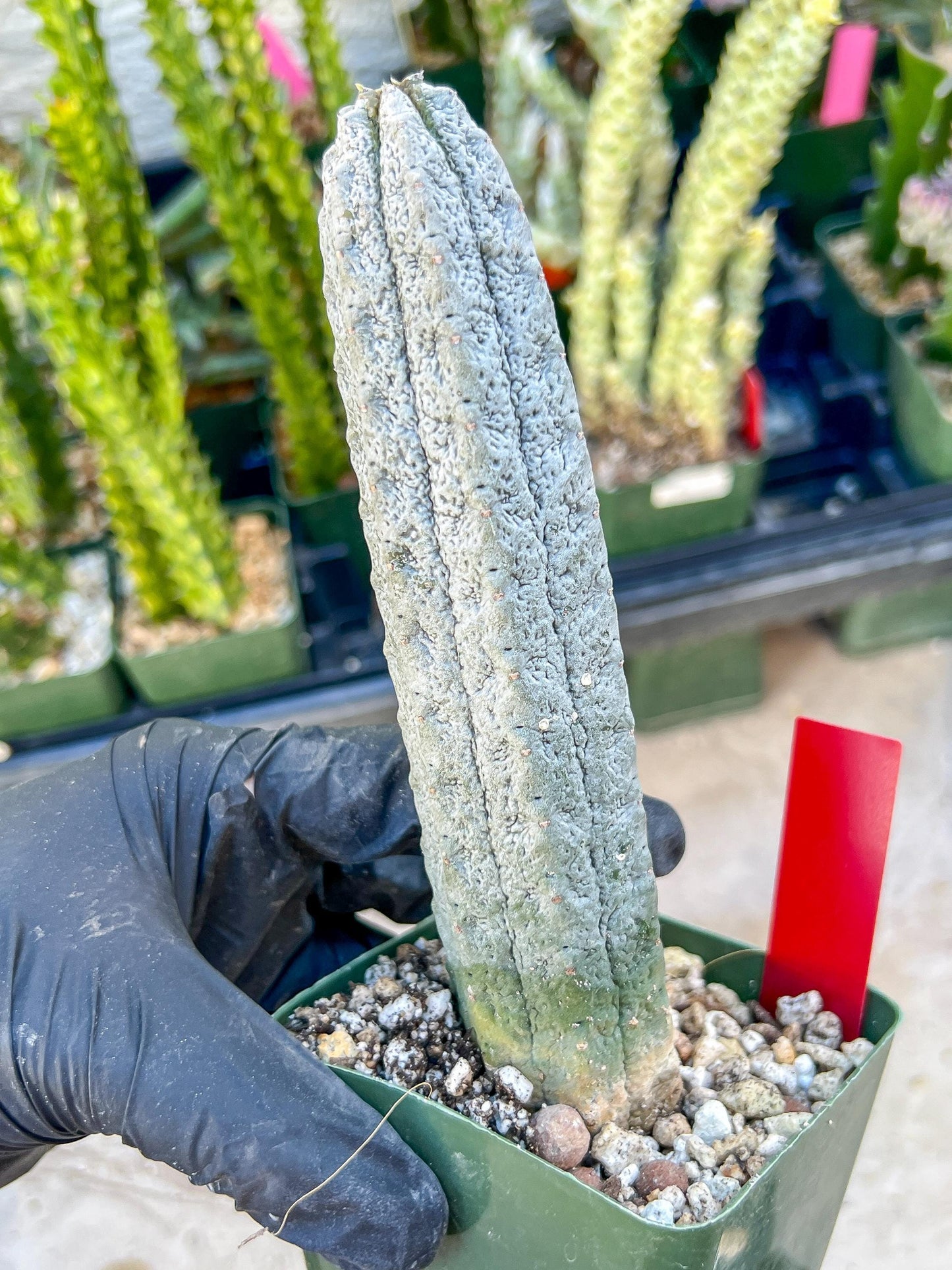 Rare Euphorb, Abdelkuri Grey (Red)