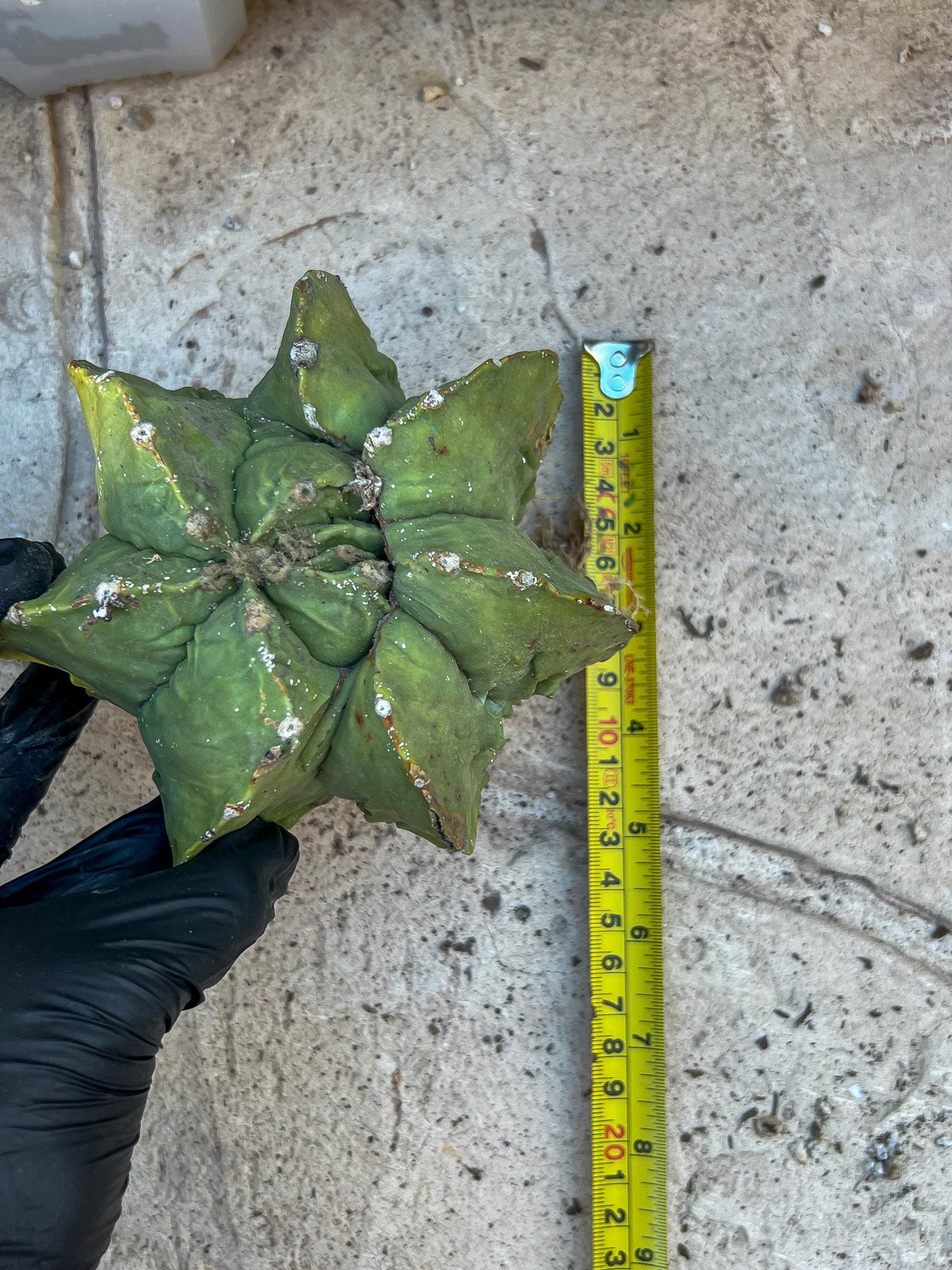 Rare Imported Cactus (Orange/Green) | Ehciveria | Hoyas | Sansevieria