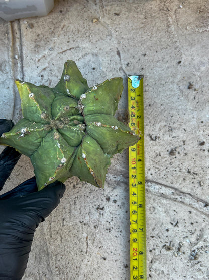 Rare Imported Cactus (Orange/Green) | Ehciveria | Hoyas | Sansevieria