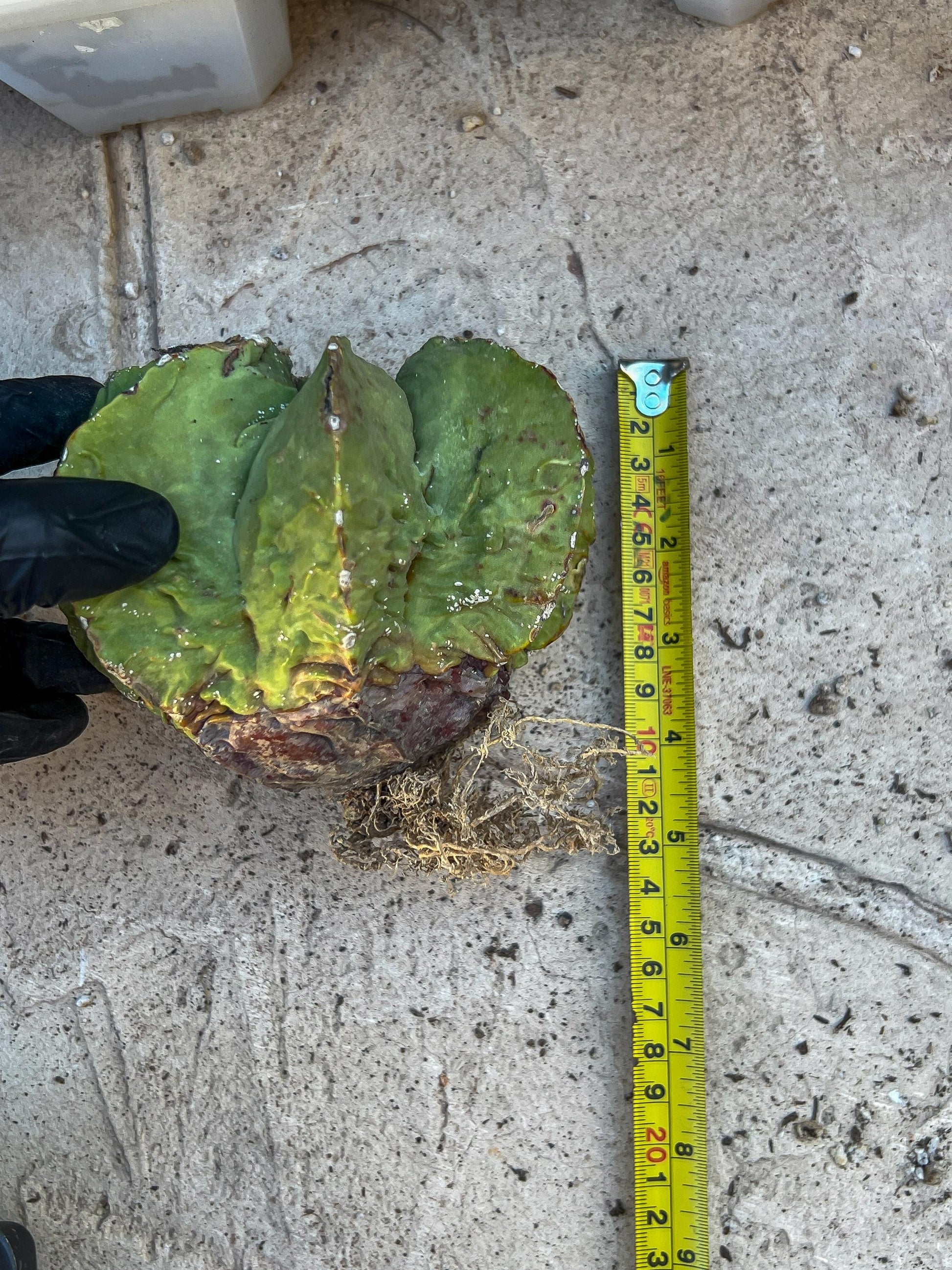 Rare Imported Cactus (Orange/Green) | Ehciveria | Hoyas | Sansevieria