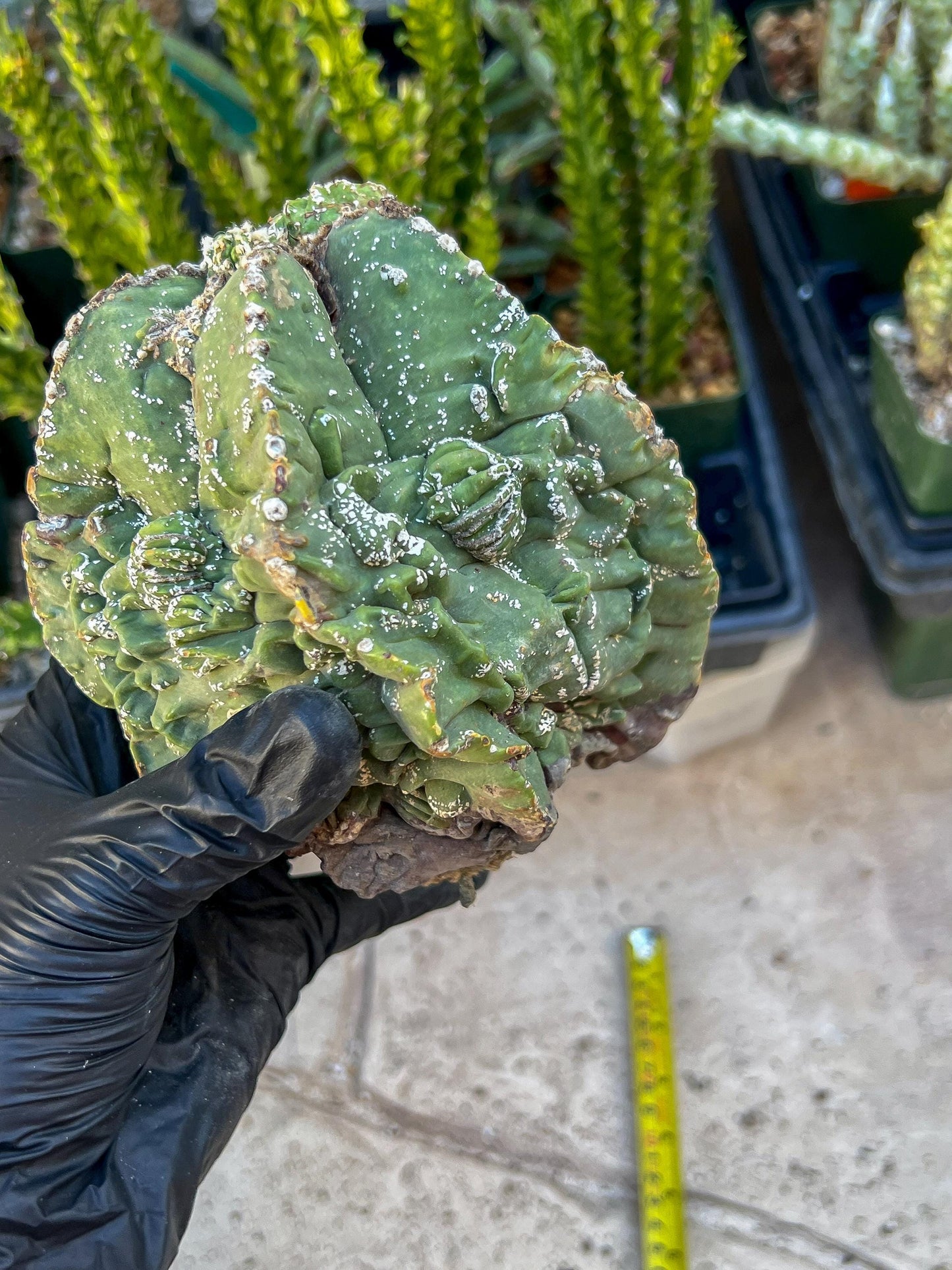 Rare Imported Cactus (Orange/Pink ) | Ehciveria | Sansevieria