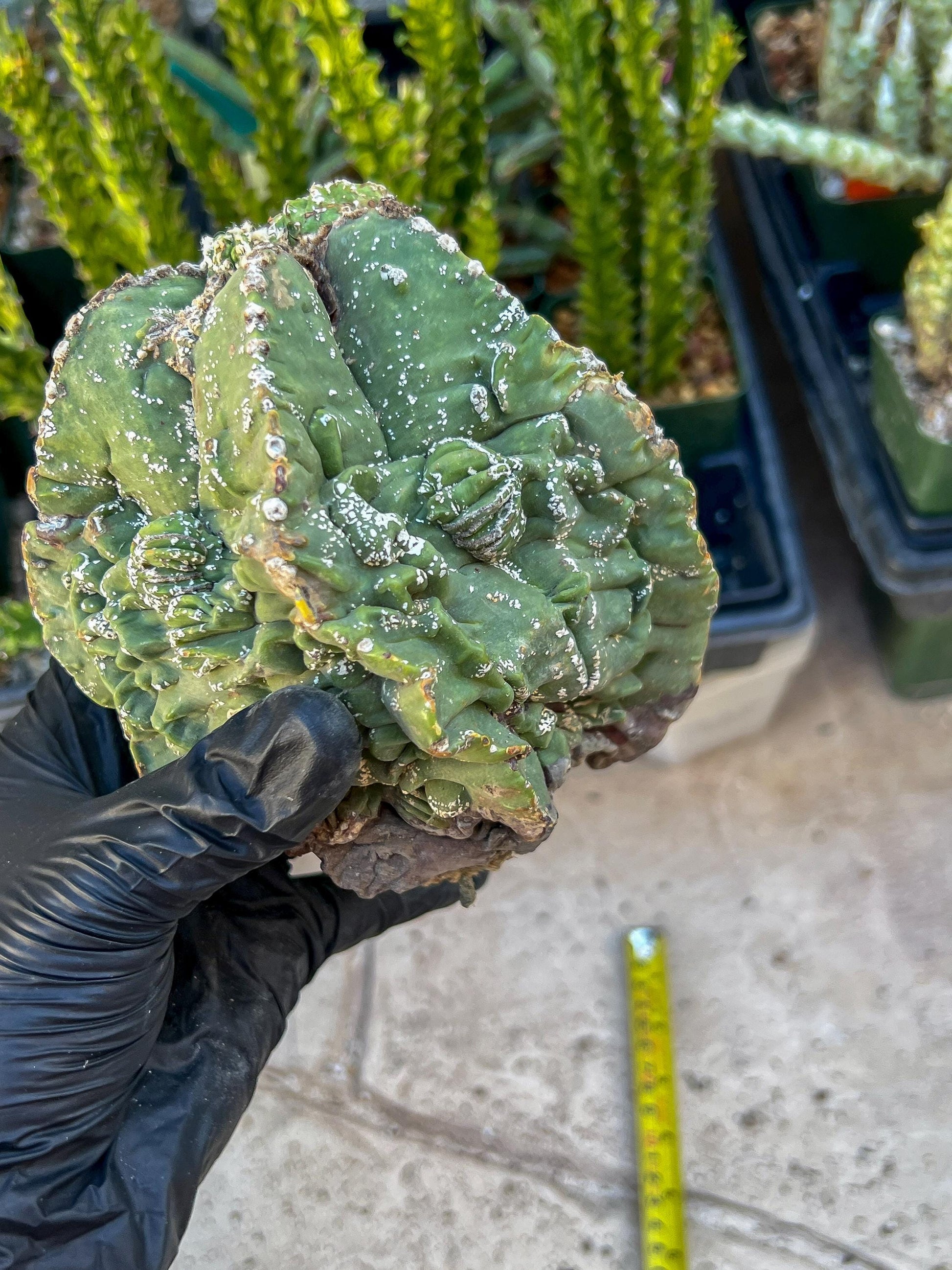 Rare Imported Cactus (Orange/Pink ) | Ehciveria | Sansevieria