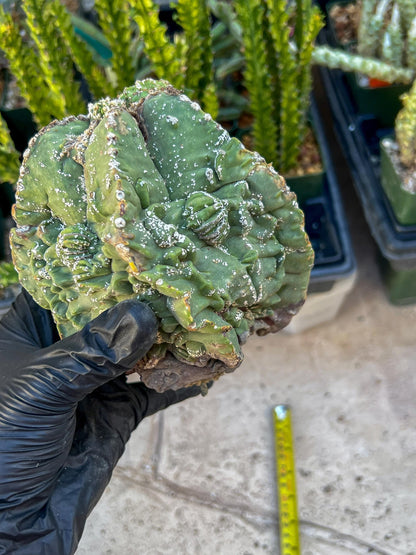 Rare Imported Cactus (Orange/Pink ) | Ehciveria | Sansevieria