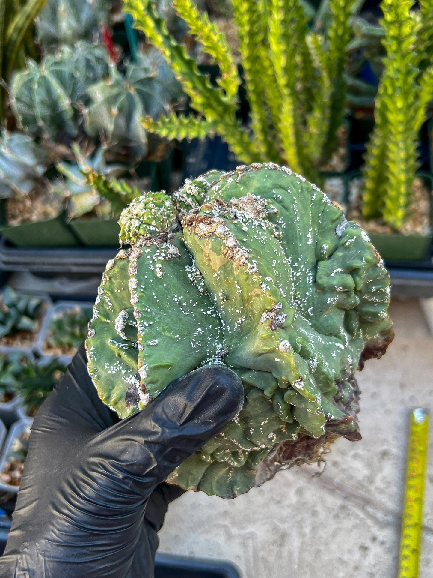 Rare Imported Cactus (Orange/Pink ) | Ehciveria | Sansevieria