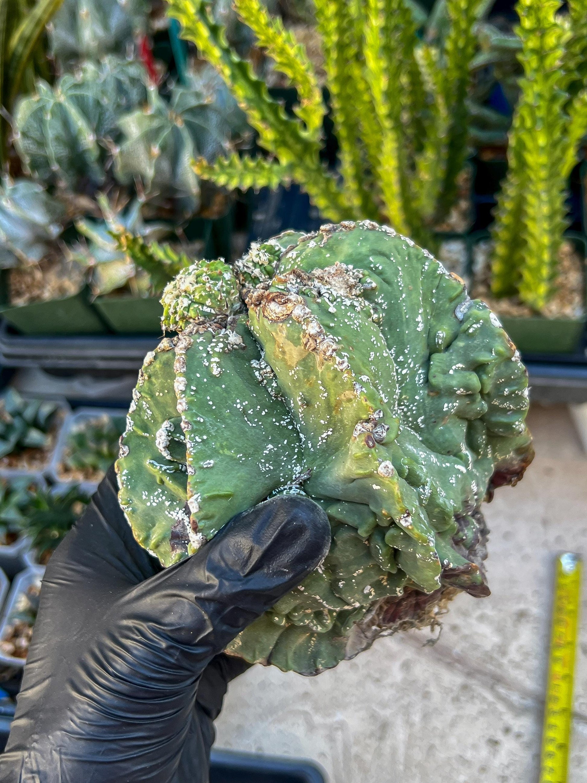 Rare Imported Cactus (Orange/Pink ) | Ehciveria | Sansevieria