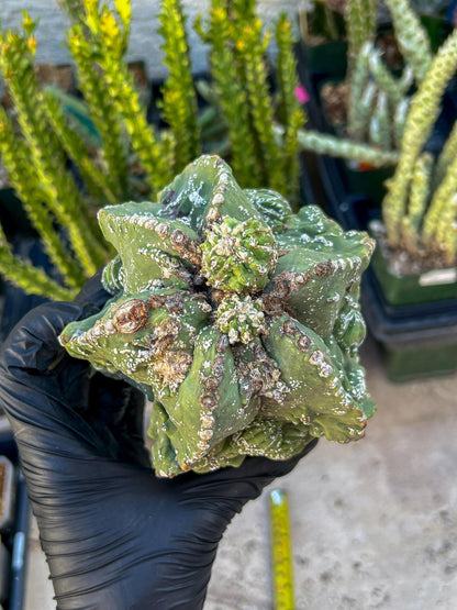 Rare Imported Cactus (Orange/Pink ) | Ehciveria | Sansevieria