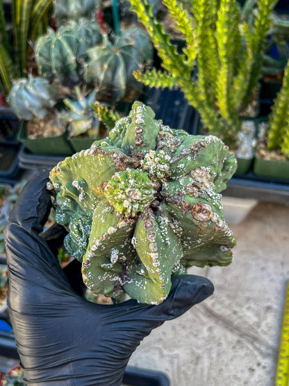 Rare Imported Cactus (Orange/Pink ) | Ehciveria | Sansevieria