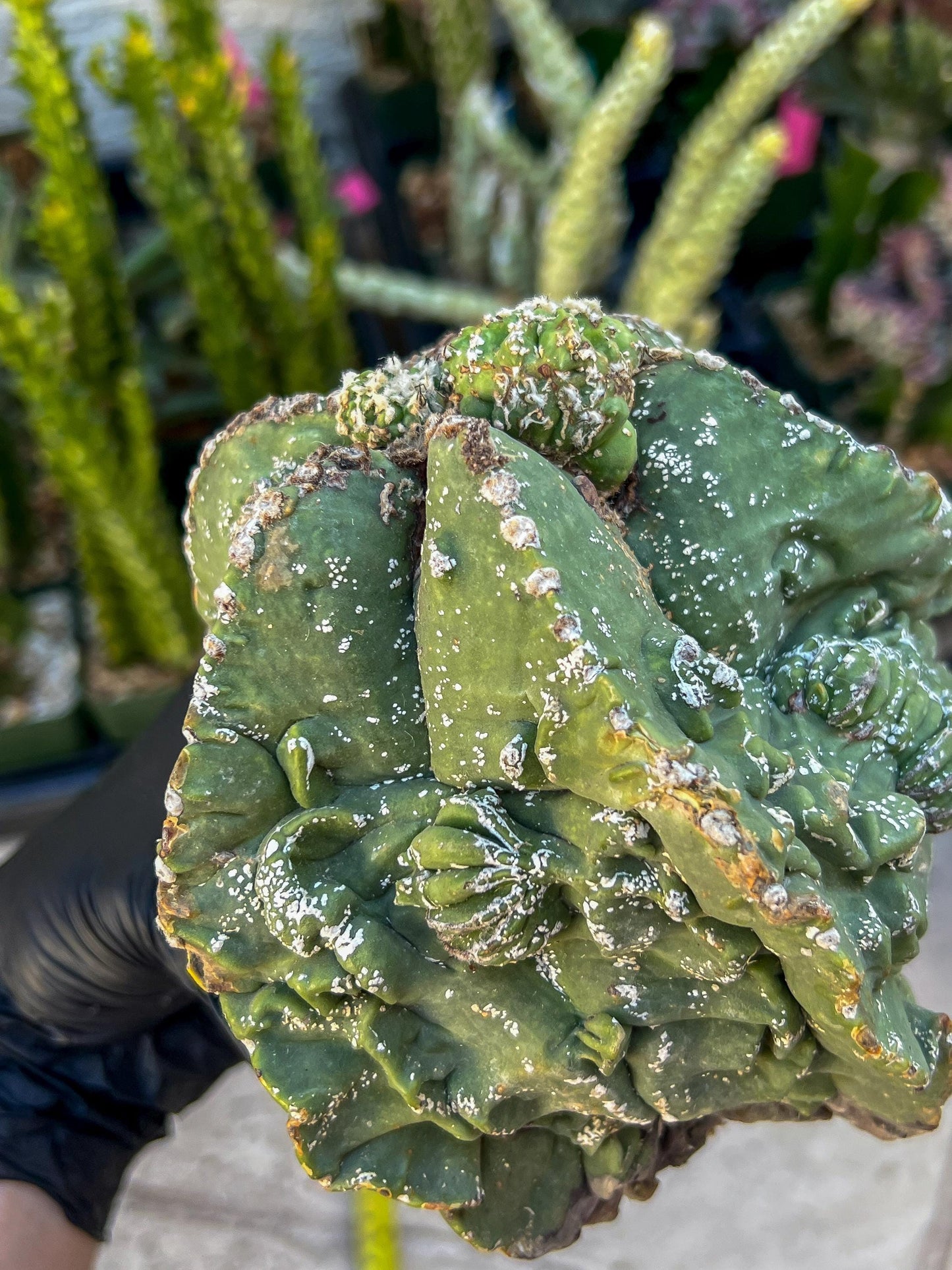 Rare Imported Cactus (Orange/Pink ) | Ehciveria | Sansevieria