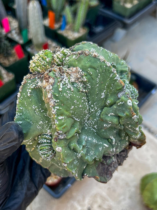 Rare Imported Cactus (Orange/Pink ) | Ehciveria | Sansevieria