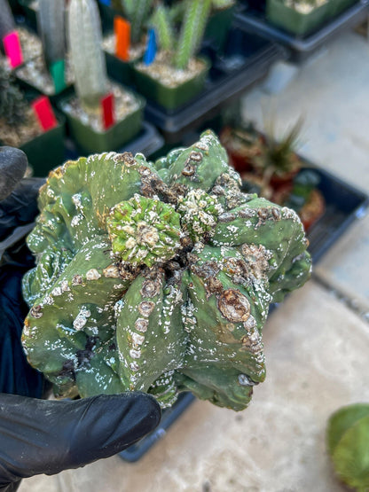 Rare Imported Cactus (Orange/Pink ) | Ehciveria | Sansevieria