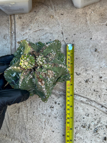 Rare Imported Cactus (Orange/Pink ) | Ehciveria | Sansevieria