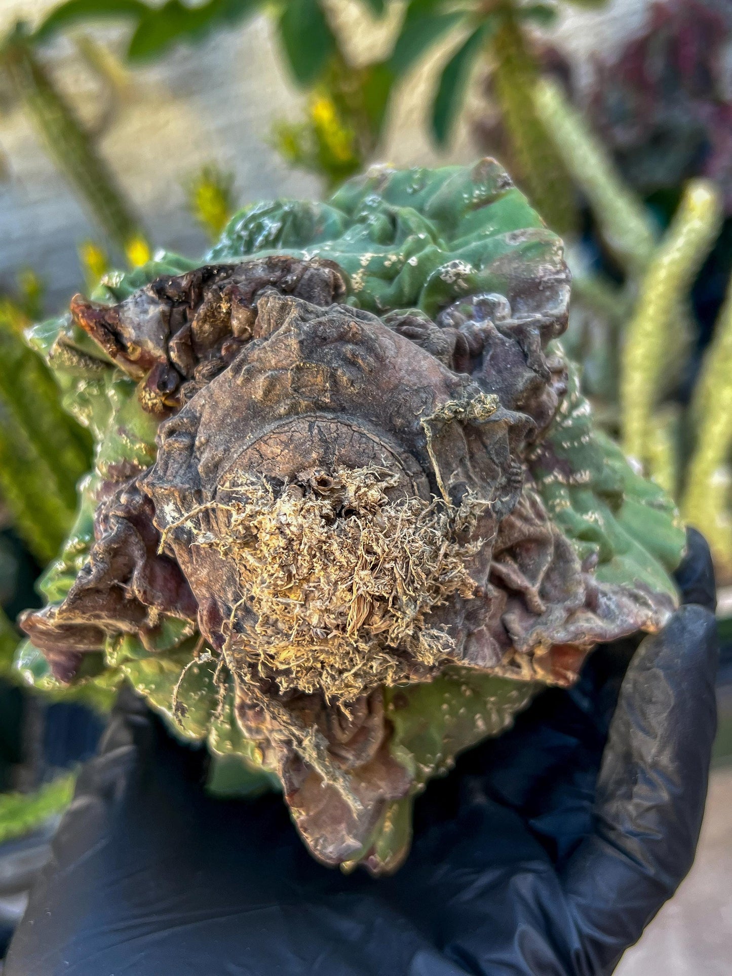 Rare Imported Cactus (Orange/Pink ) | Ehciveria | Sansevieria