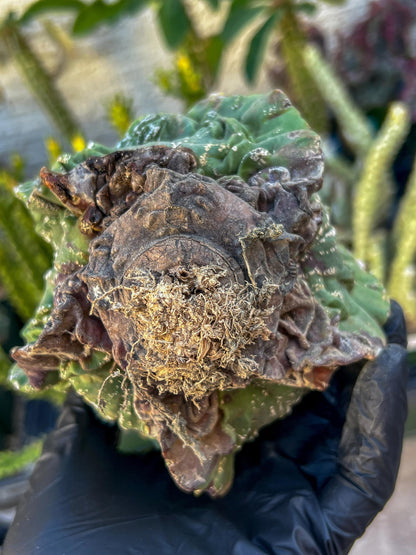 Rare Imported Cactus (Orange/Pink ) | Ehciveria | Sansevieria