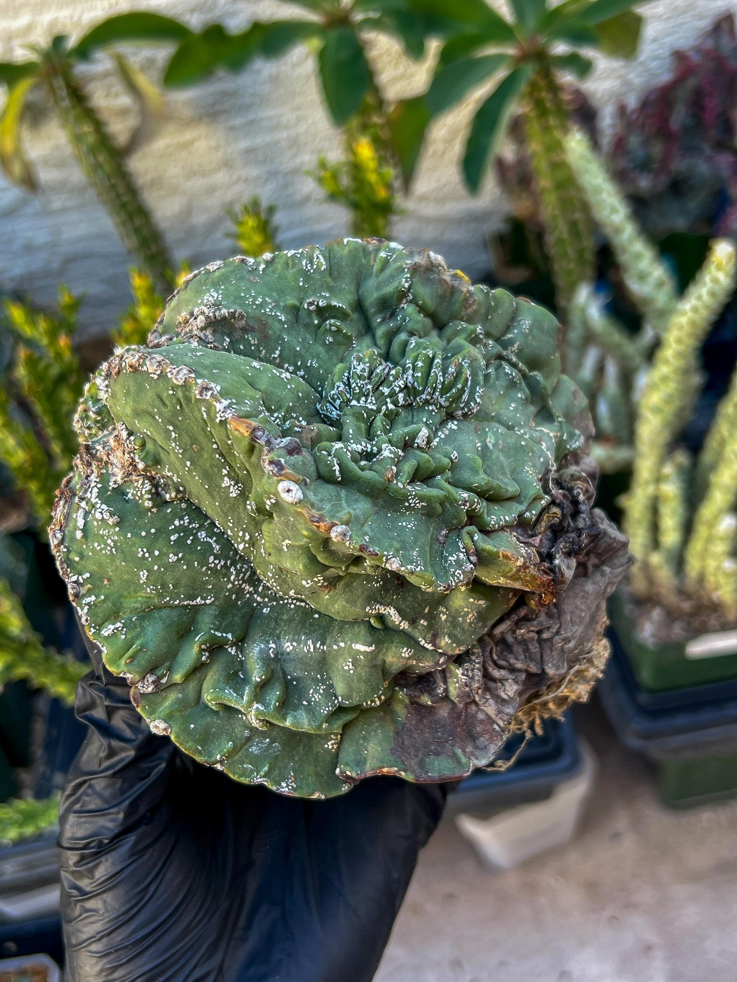 Rare Imported Cactus (Orange/Pink ) | Ehciveria | Sansevieria