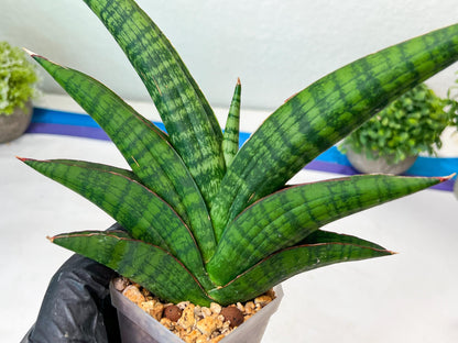 Sansevieria Marsha Anjani (h9) | Imported Plants | Rare Hybrid Species