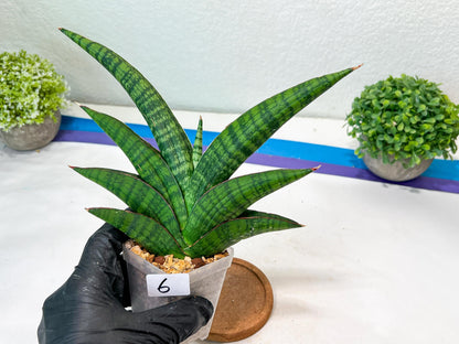 Sansevieria Marsha Anjani (h9) | Imported Plants | Rare Hybrid Species