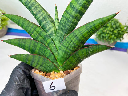 Sansevieria Marsha Anjani (h9) | Imported Plants | Rare Hybrid Species