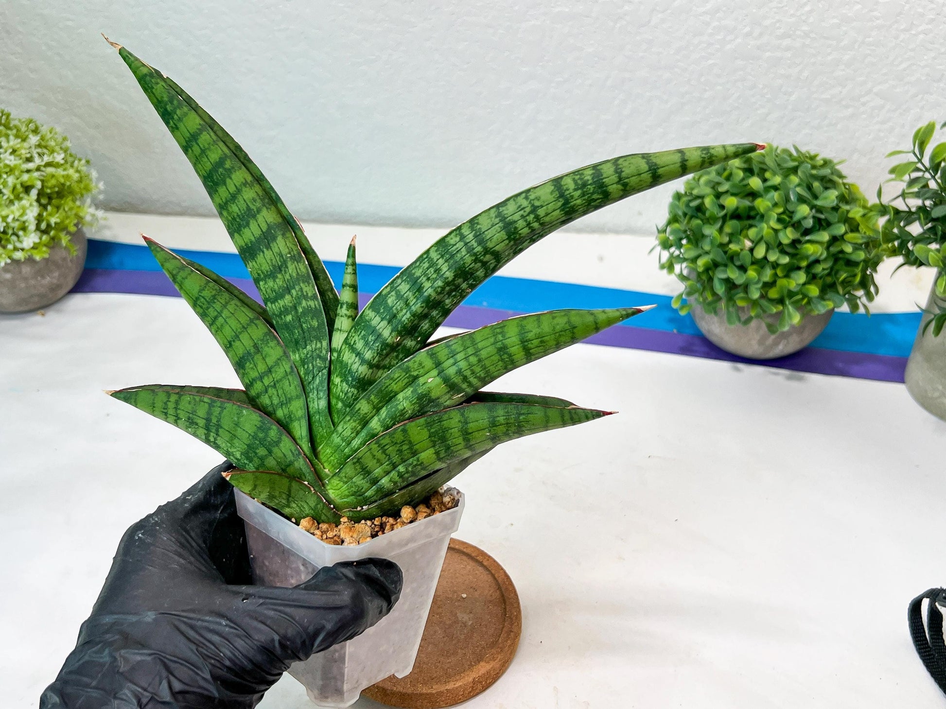 Sansevieria Marsha Anjani (h9) | Imported Plants | Rare Hybrid Species