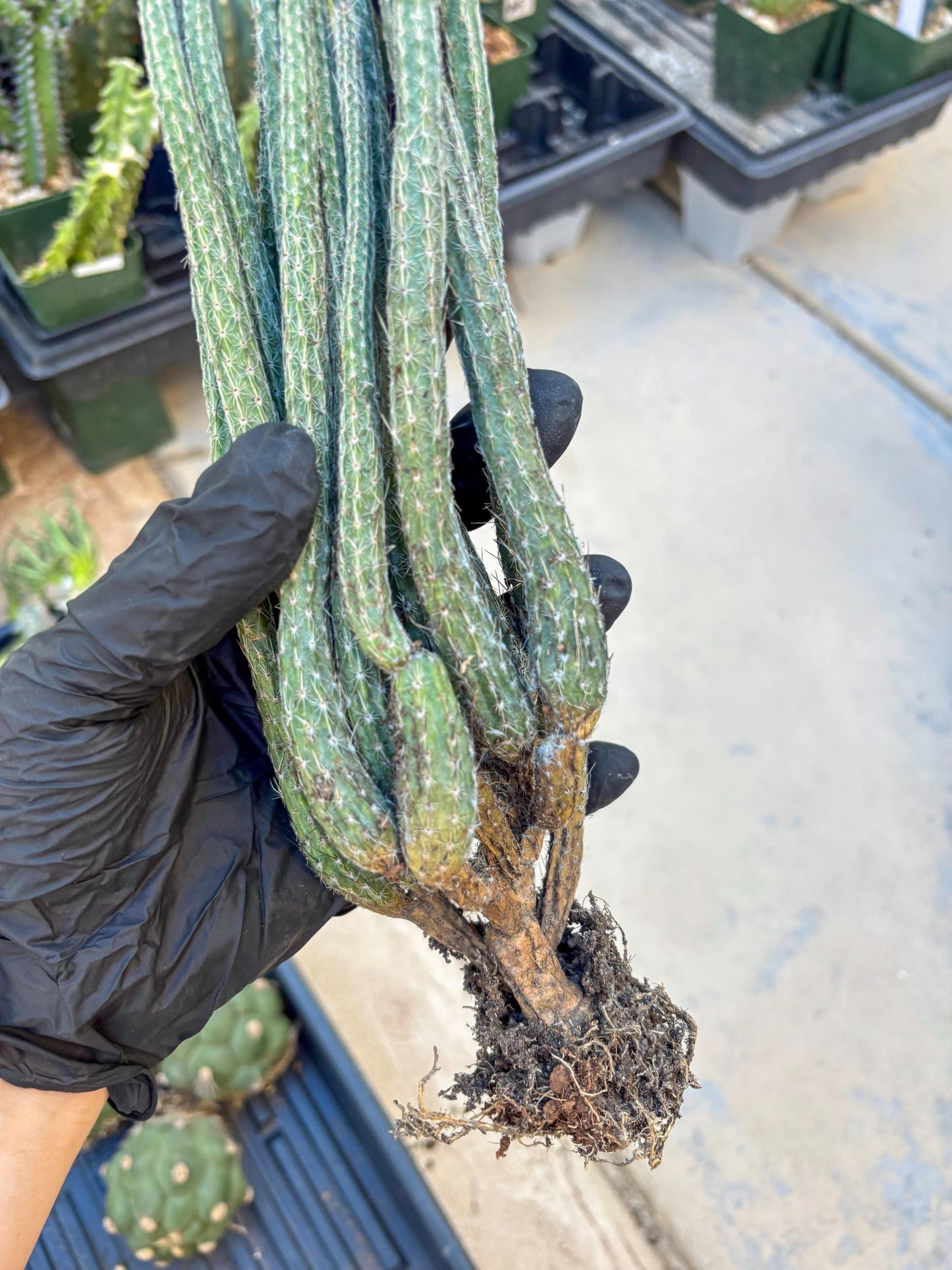 Dahlia Cactus - Wilcoxia poselgeri (#3) | Imported Cactus