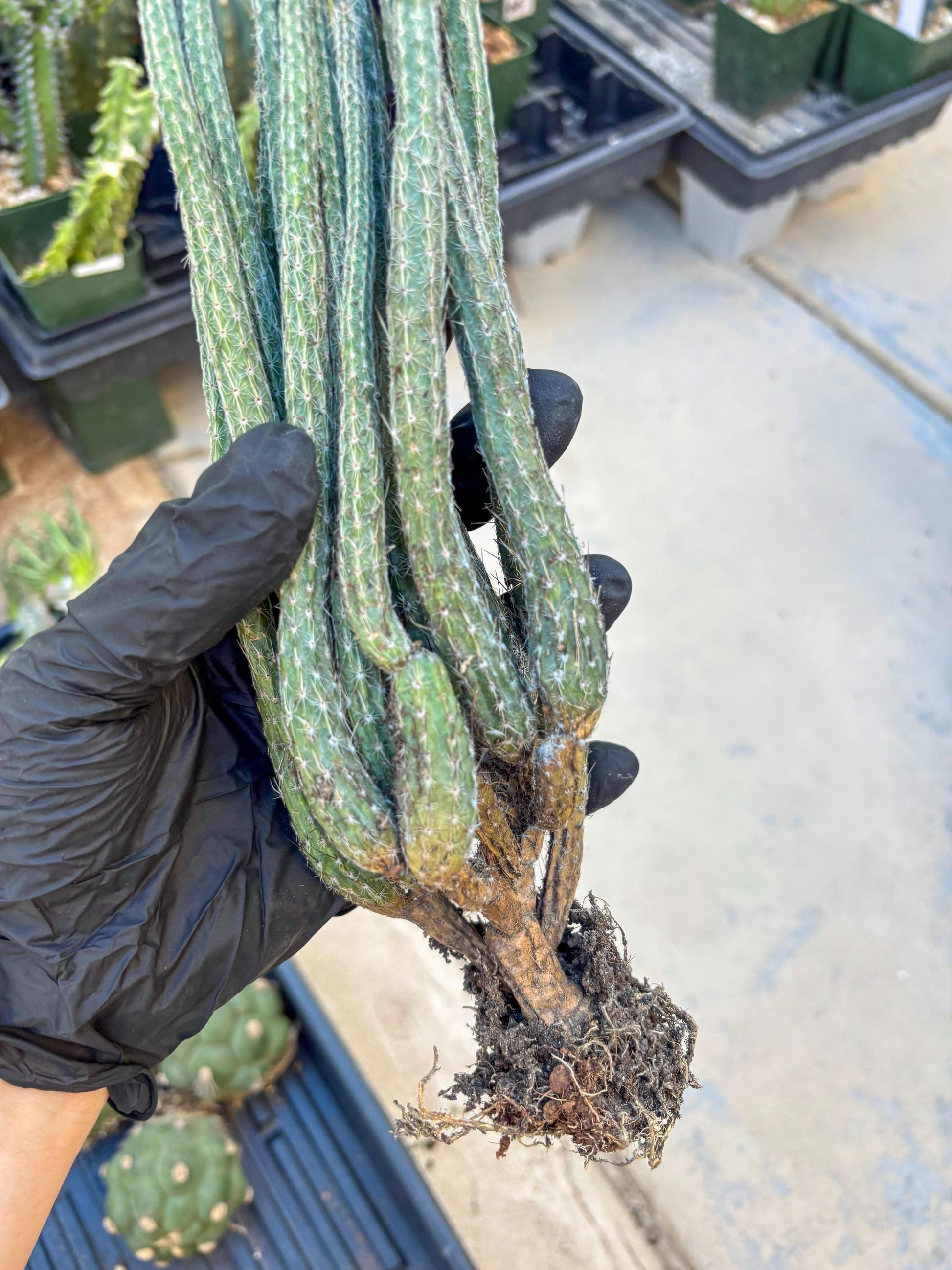 Dahlia Cactus - Wilcoxia poselgeri (#3) | Imported Cactus