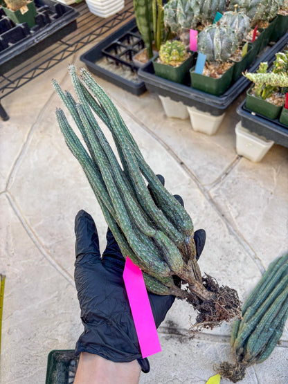 Dahlia Cactus - Wilcoxia poselgeri (#3) | Imported Cactus