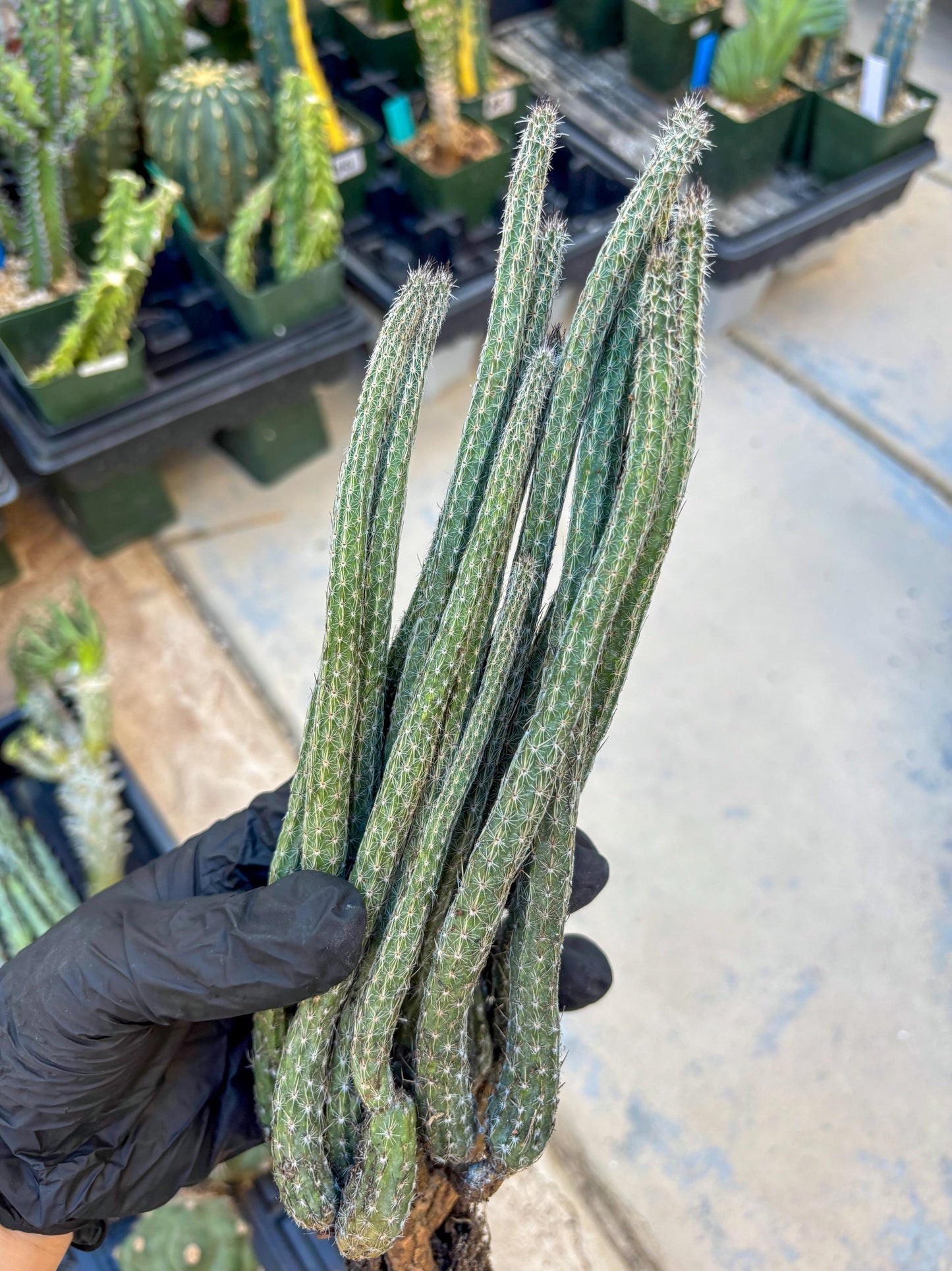 Dahlia Cactus - Wilcoxia poselgeri (#3) | Imported Cactus