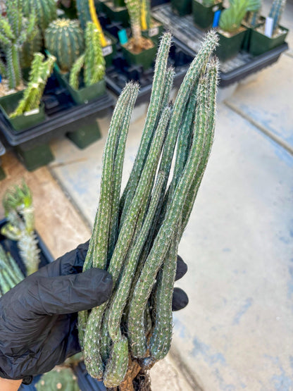 Dahlia Cactus - Wilcoxia poselgeri (#3) | Imported Cactus