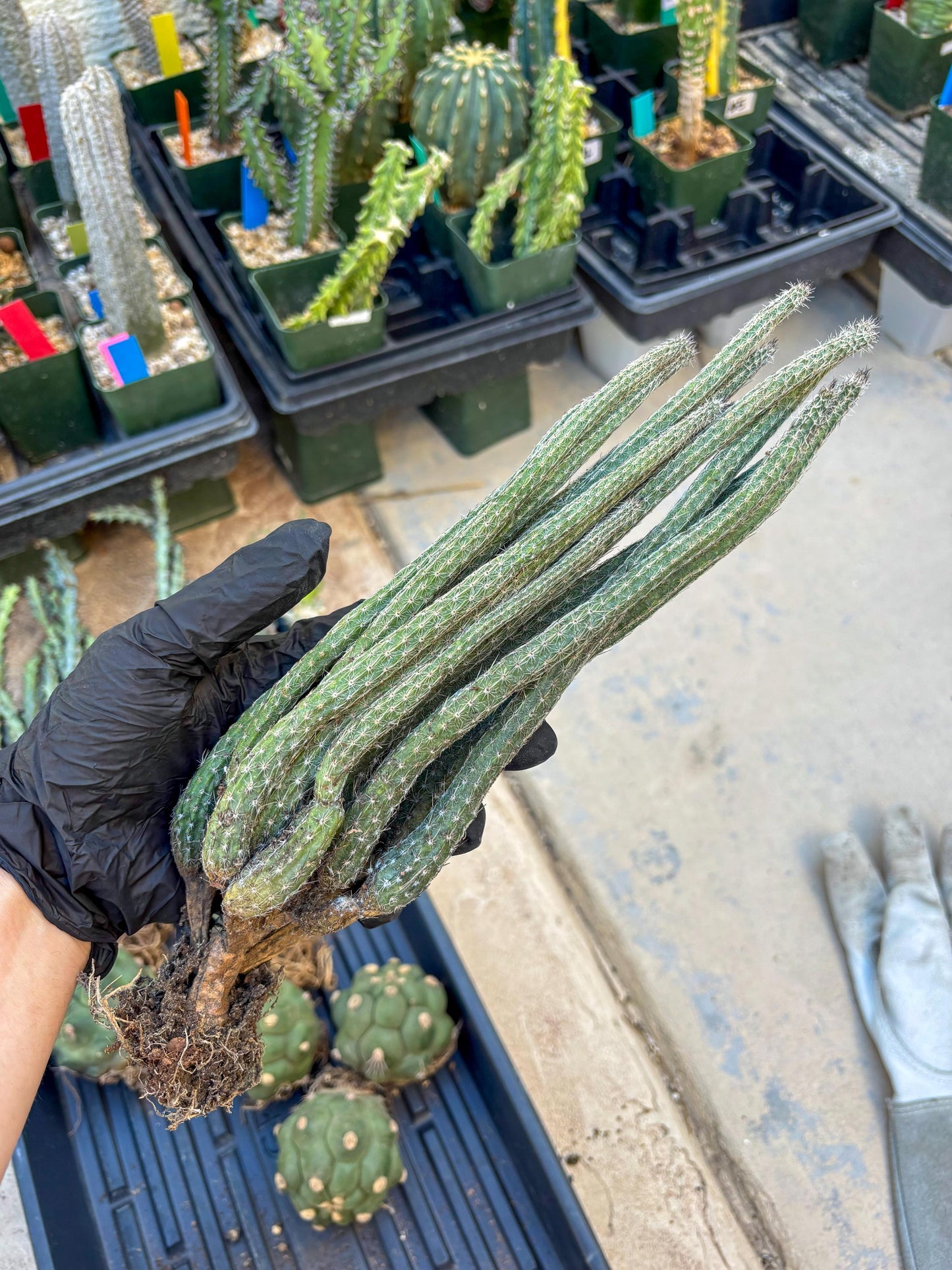 Dahlia Cactus - Wilcoxia poselgeri (#3) | Imported Cactus