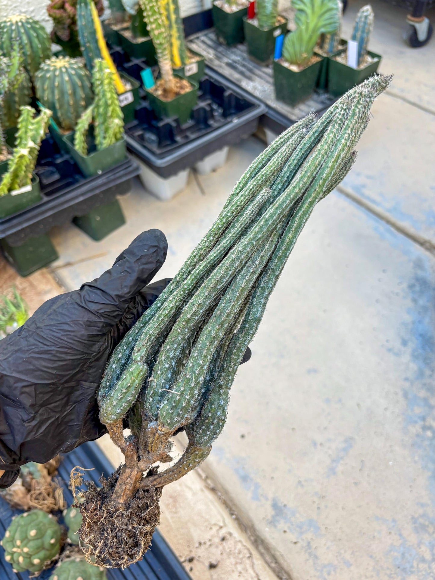 Dahlia Cactus - Wilcoxia poselgeri (#3) | Imported Cactus