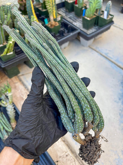 Dahlia Cactus - Wilcoxia poselgeri (#3) | Imported Cactus