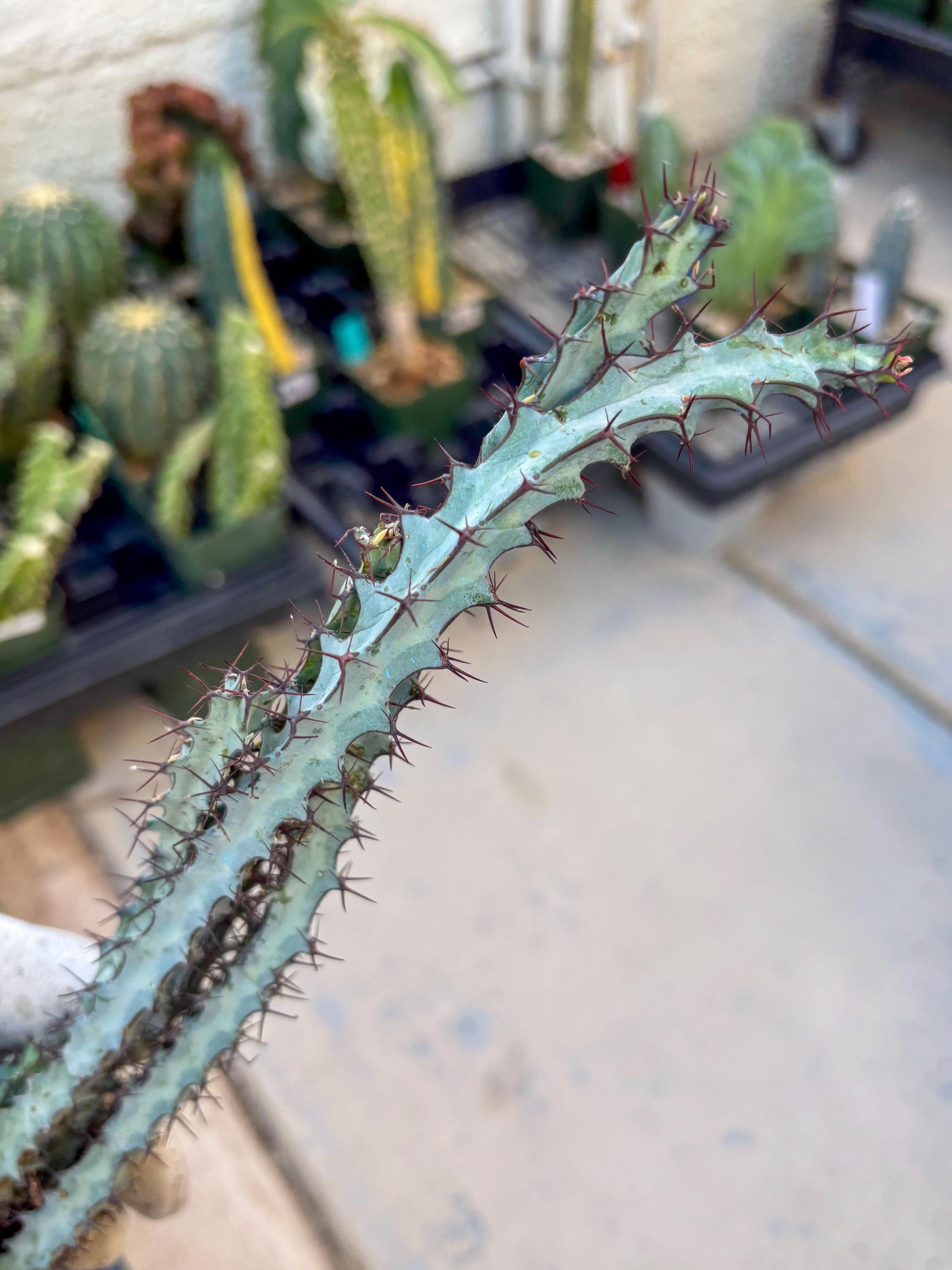 euphorbia greenwayi Cluster (#2) | Imported Cactus