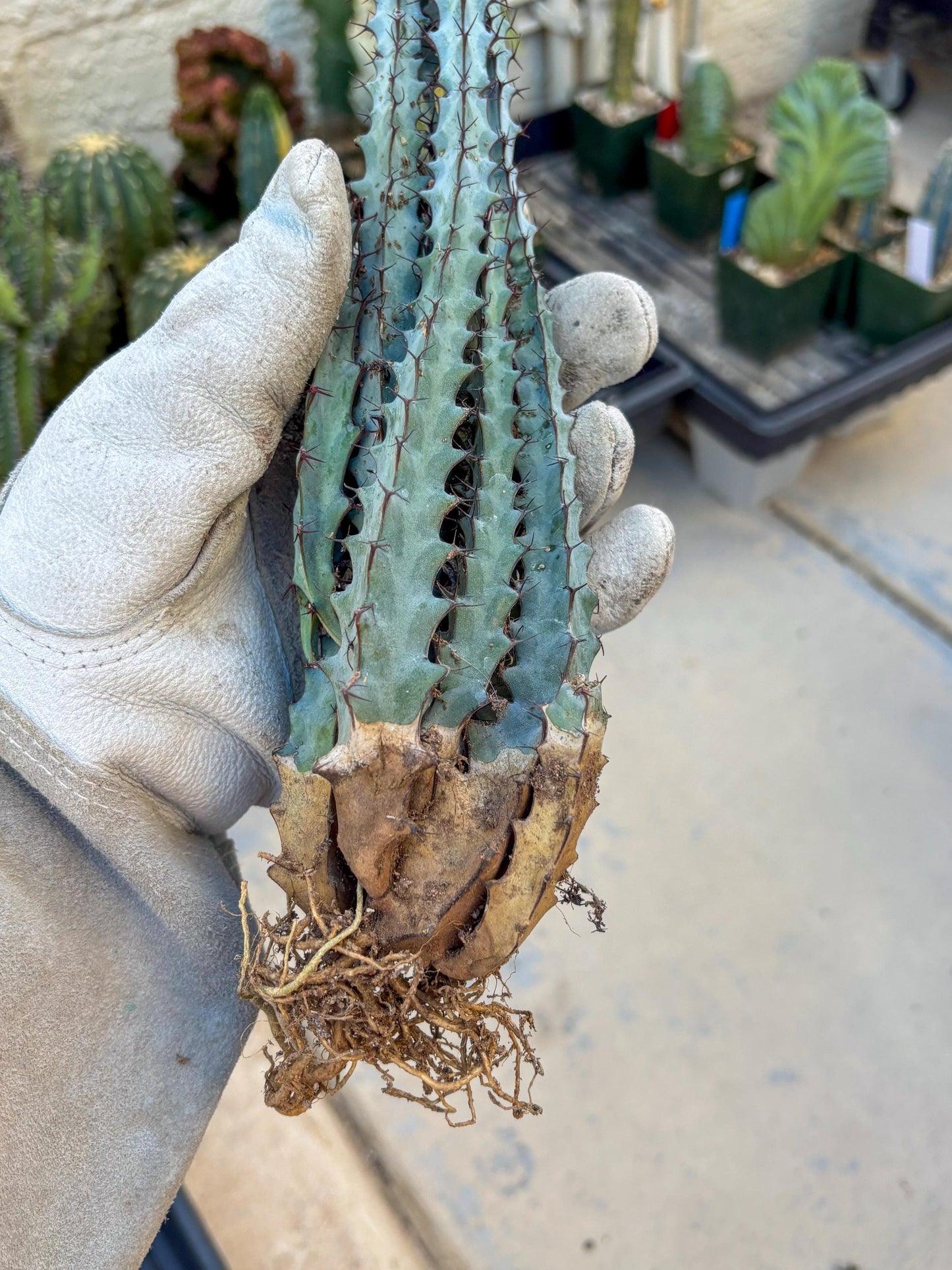 euphorbia greenwayi Cluster (#2) | Imported Cactus