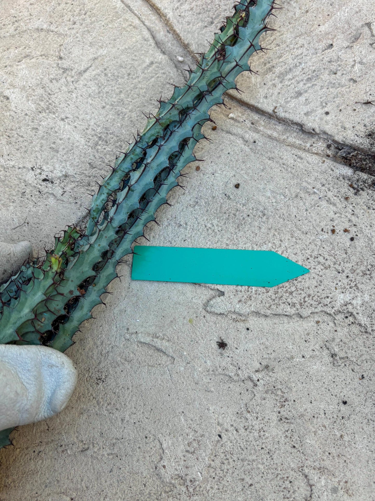 euphorbia greenwayi Cluster (#2) | Imported Cactus