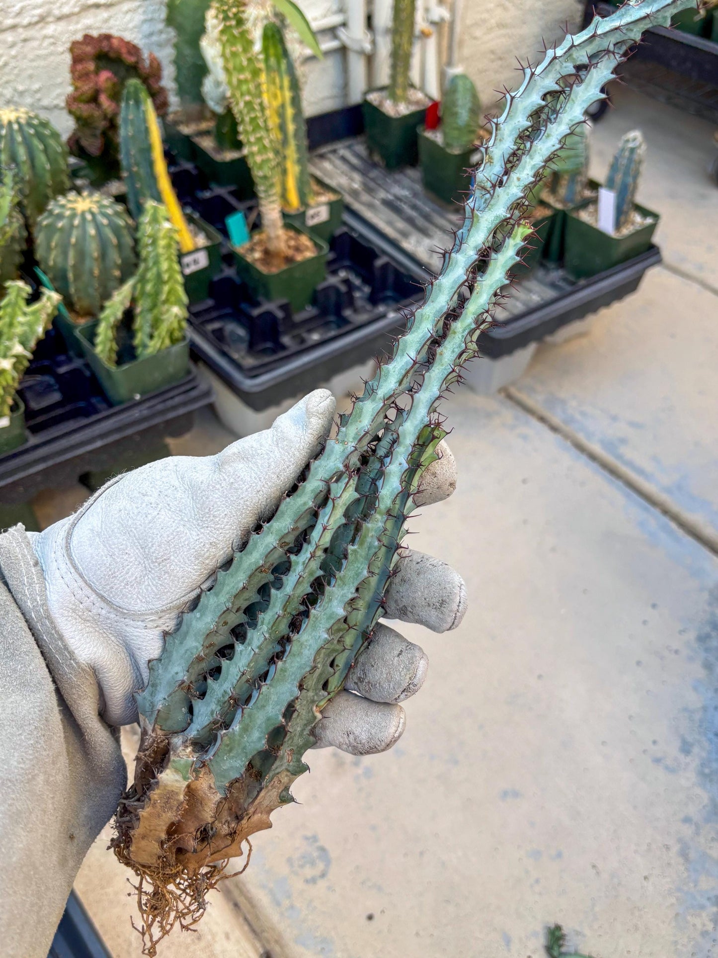 euphorbia greenwayi Cluster (#2) | Imported Cactus