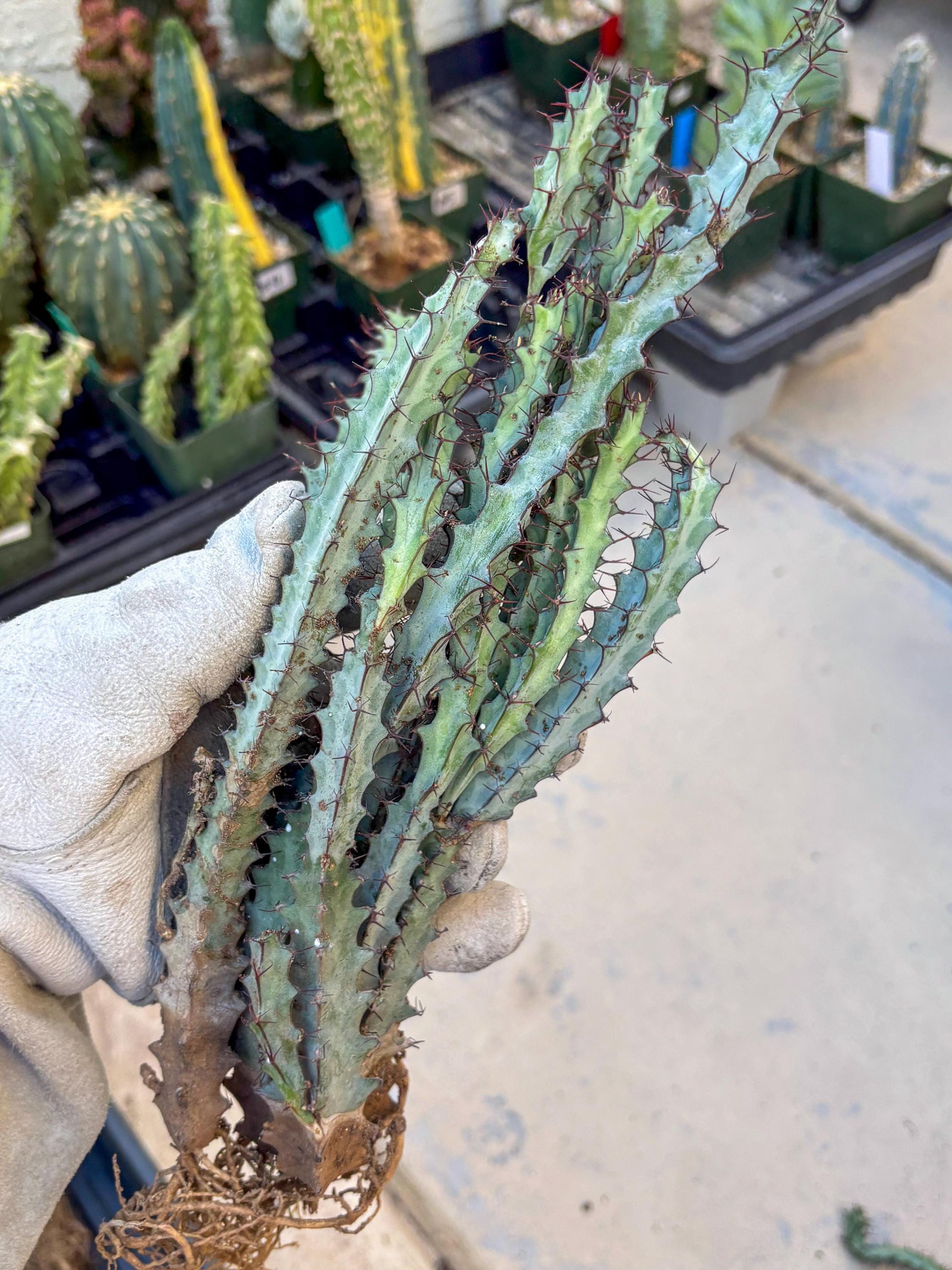 euphorbia greenwayi Cluster (#1) | Imported Cactus
