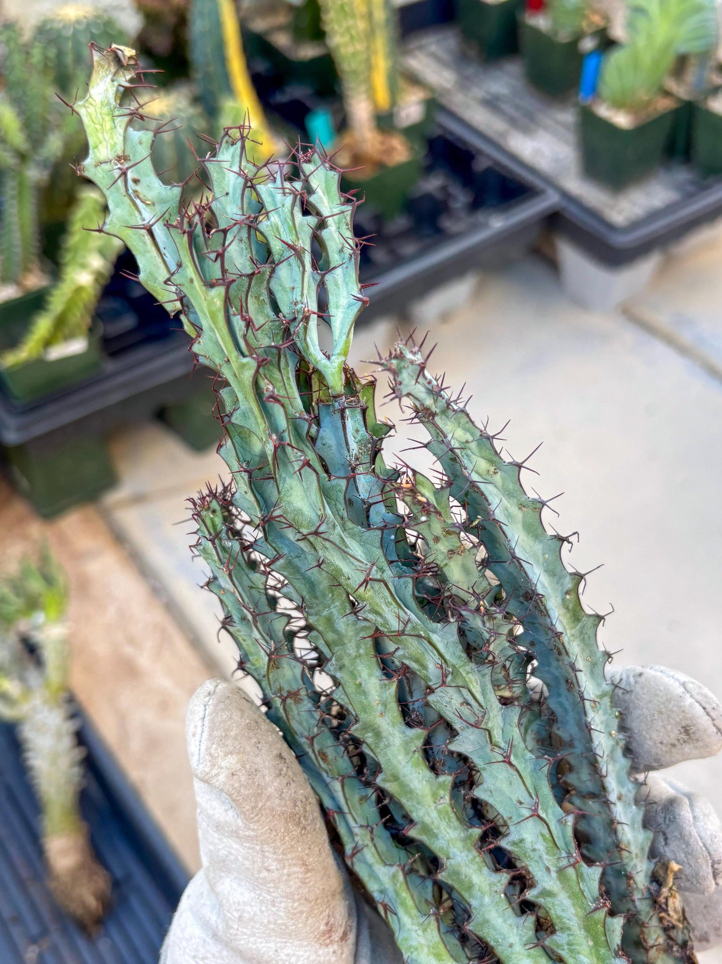 euphorbia greenwayi Cluster (#1) | Imported Cactus