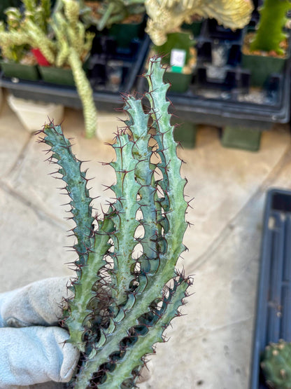 euphorbia greenwayi Cluster (Orange) | Imported Cactus