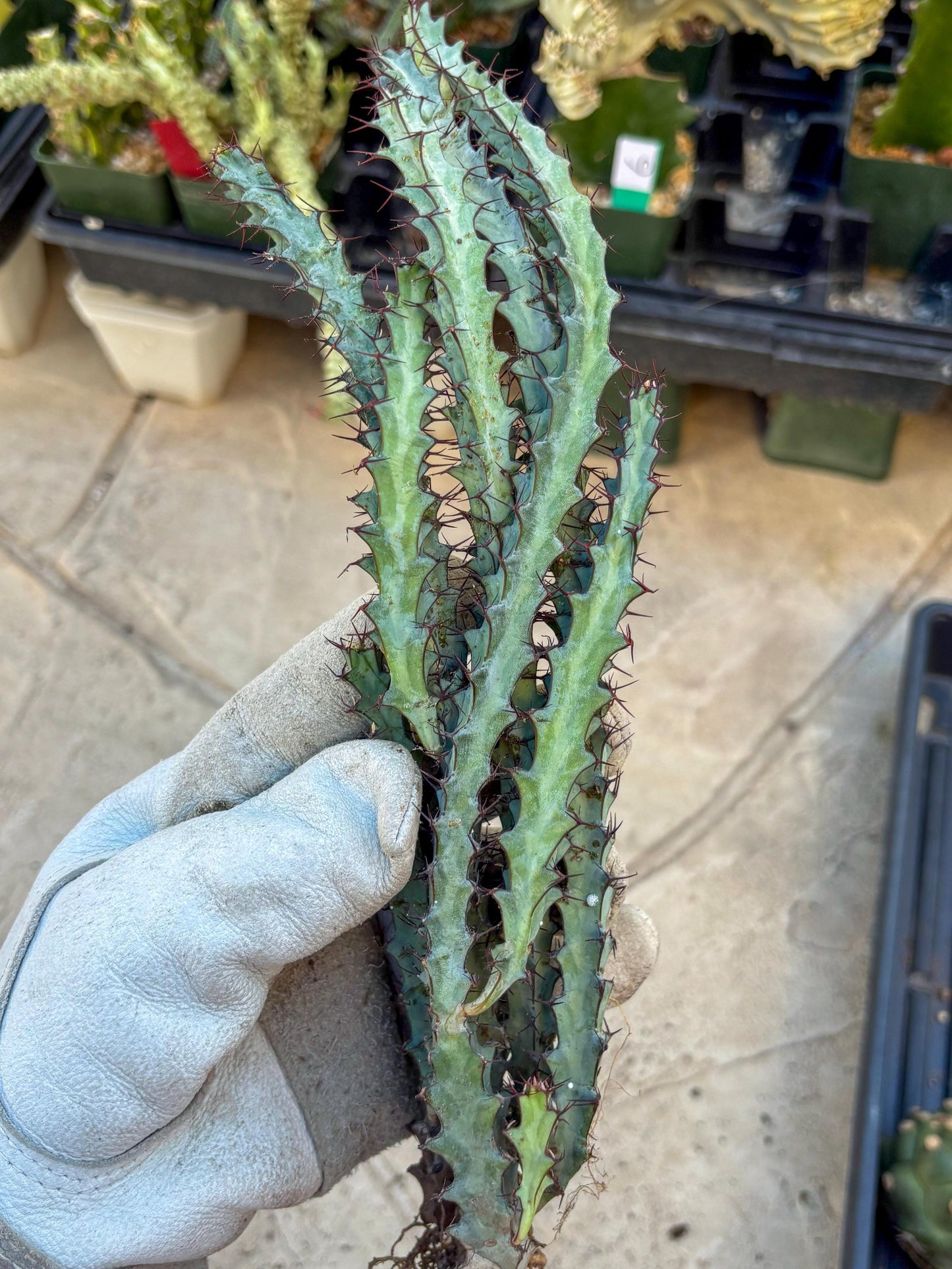 euphorbia greenwayi Cluster (Orange) | Imported Cactus