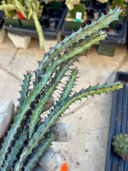 euphorbia greenwayi Cluster (Orange) | Imported Cactus