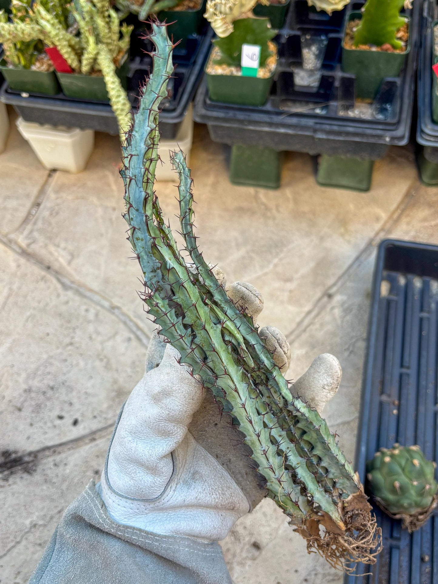 euphorbia greenwayi Cluster (Orange) | Imported Cactus