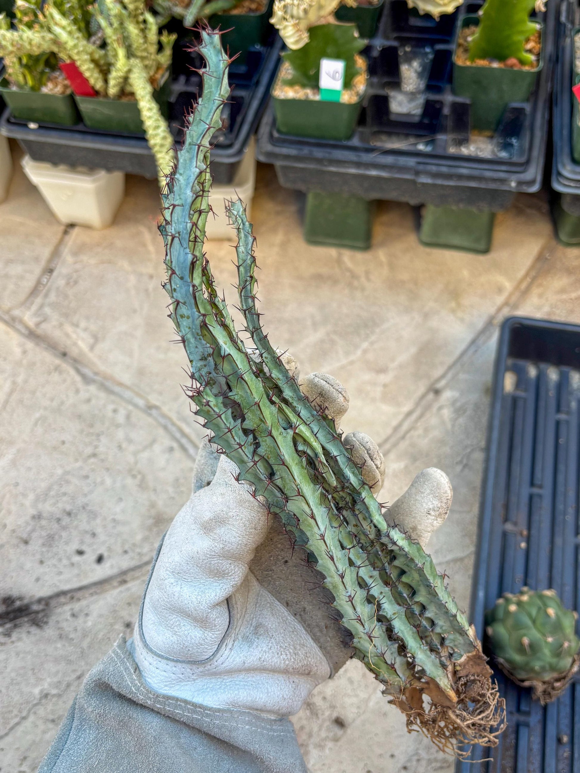 euphorbia greenwayi Cluster (Orange) | Imported Cactus