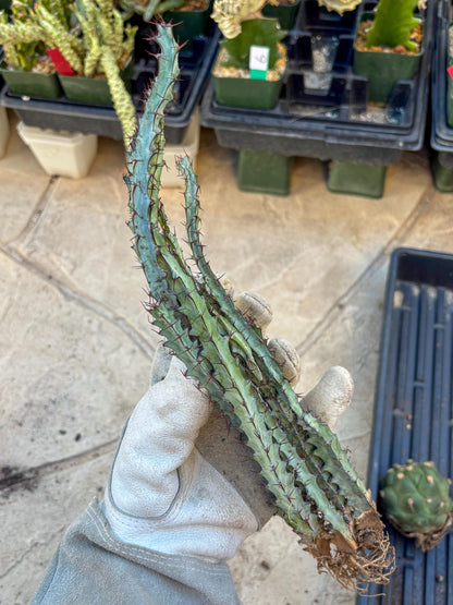 euphorbia greenwayi Cluster (Orange) | Imported Cactus