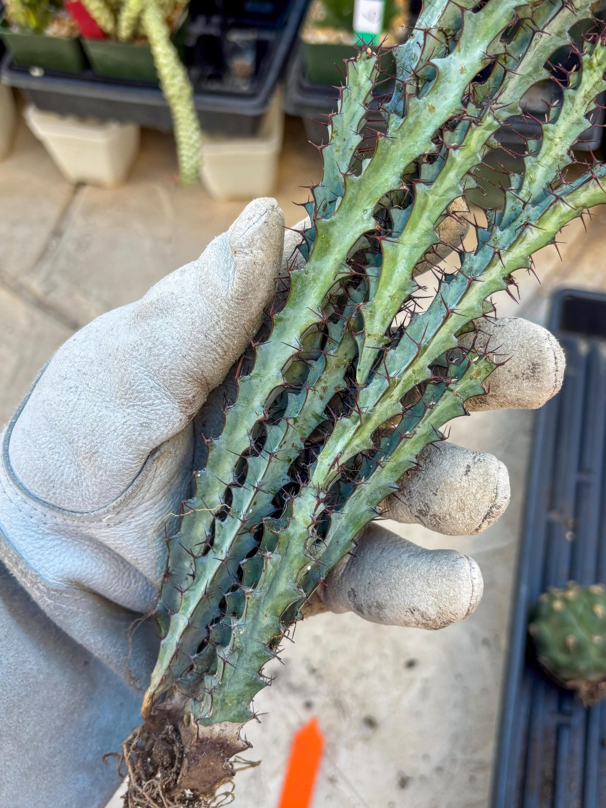 euphorbia greenwayi Cluster (Orange) | Imported Cactus