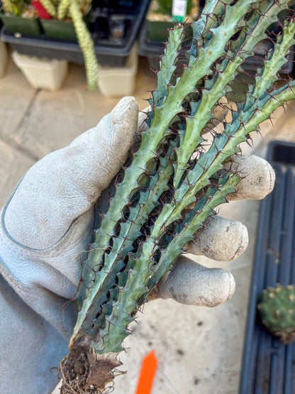 euphorbia greenwayi Cluster (Orange) | Imported Cactus