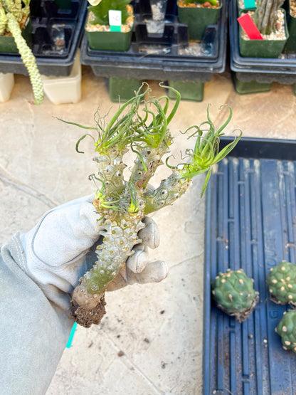 Tyylecodoon waallichhii (Green) | Very Rare Plants