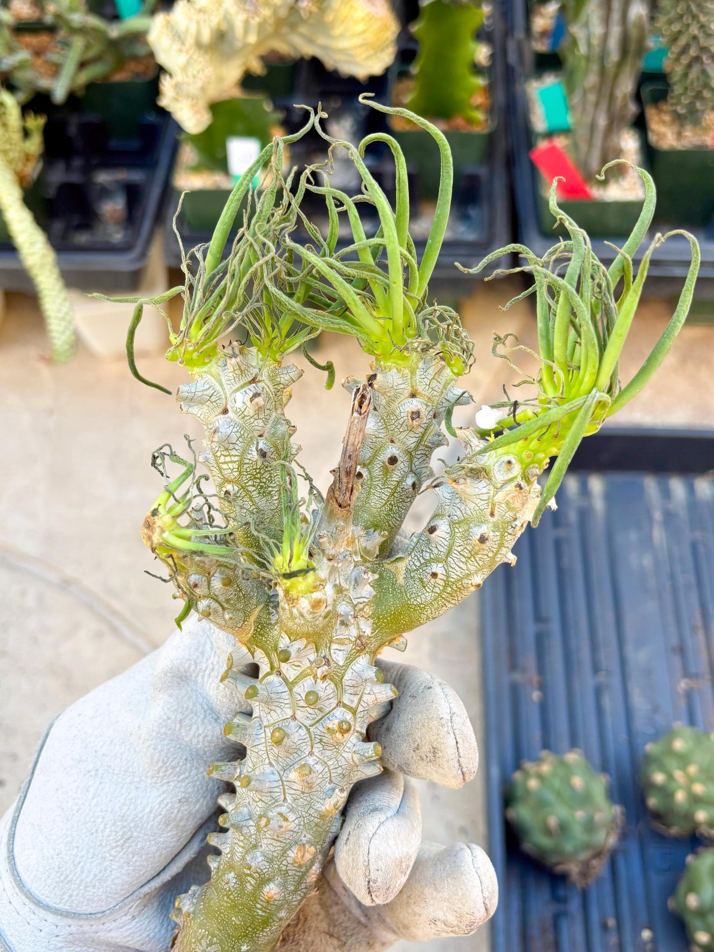 Tyylecodoon waallichhii (Green) | Very Rare Plants