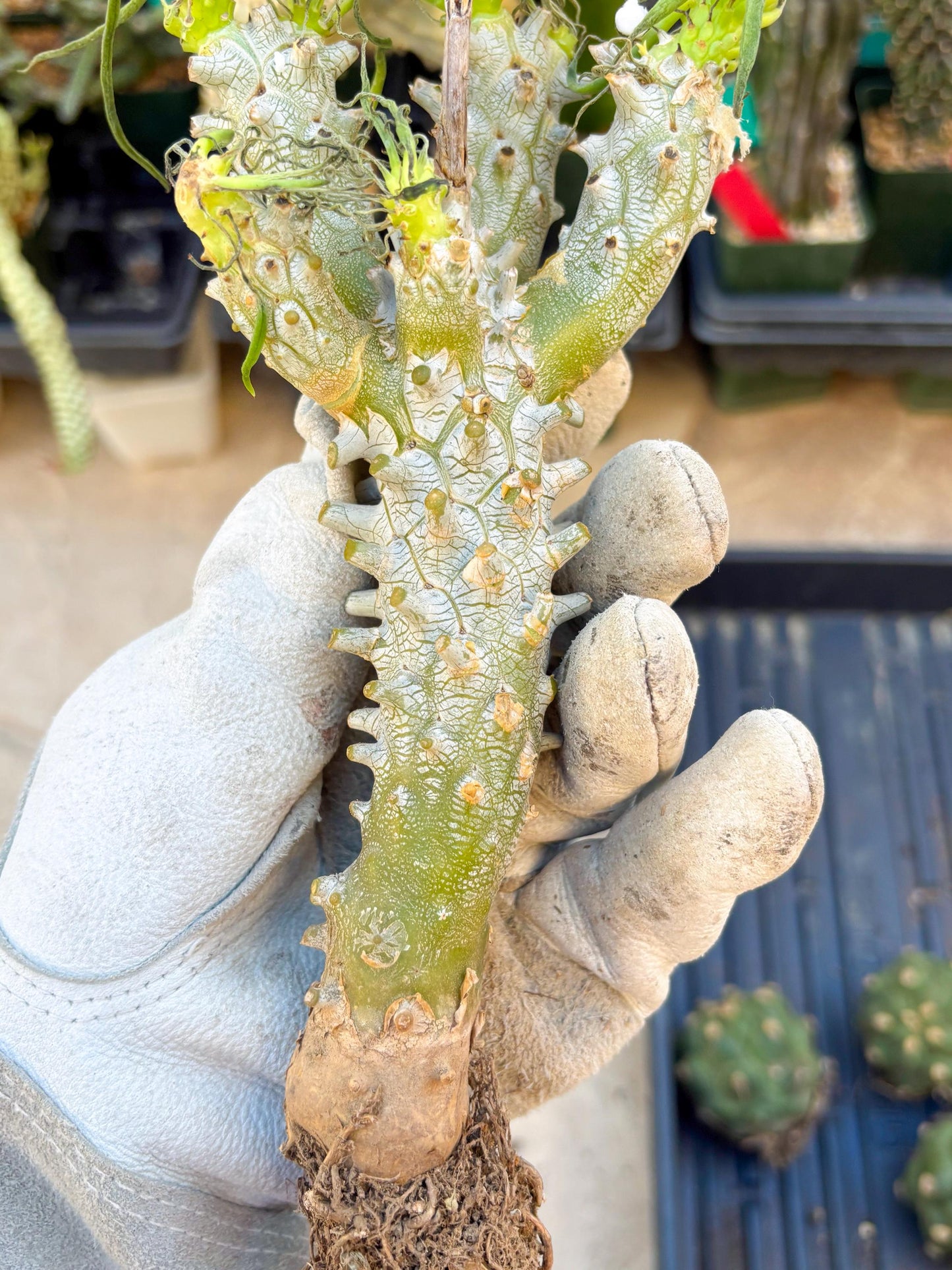 Tyylecodoon waallichhii (Green) | Very Rare Plants