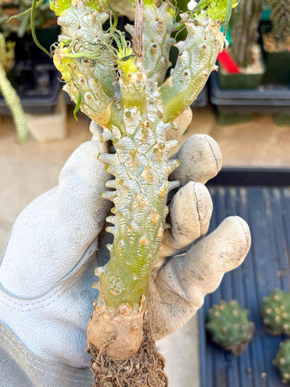 Tyylecodoon waallichhii (Green) | Very Rare Plants