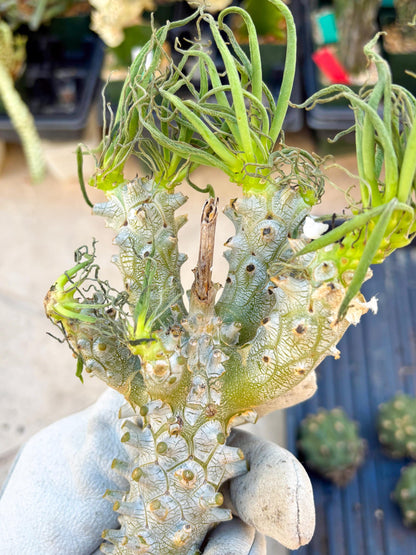 Tyylecodoon waallichhii (Green) | Very Rare Plants